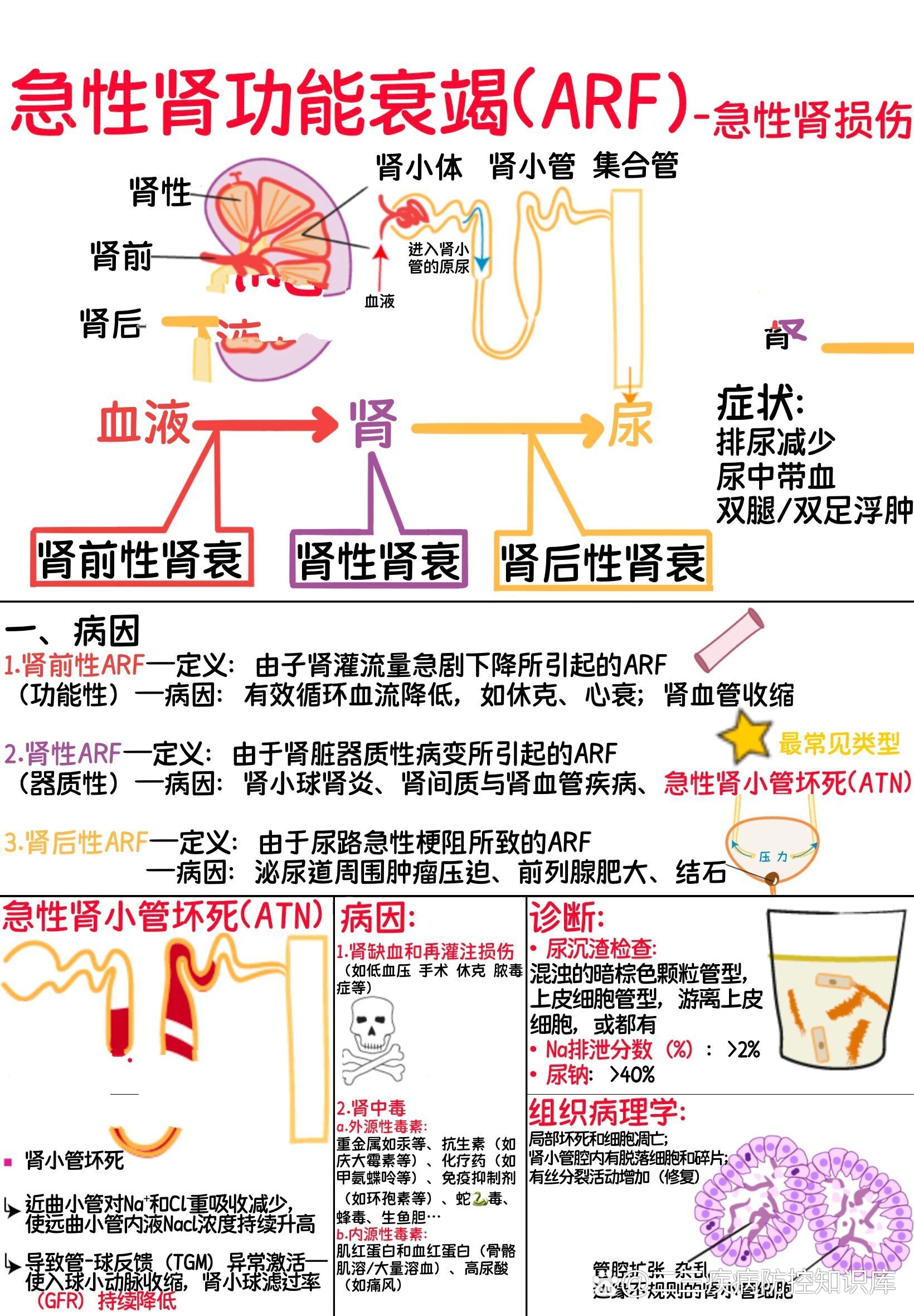 肾功能衰竭图片