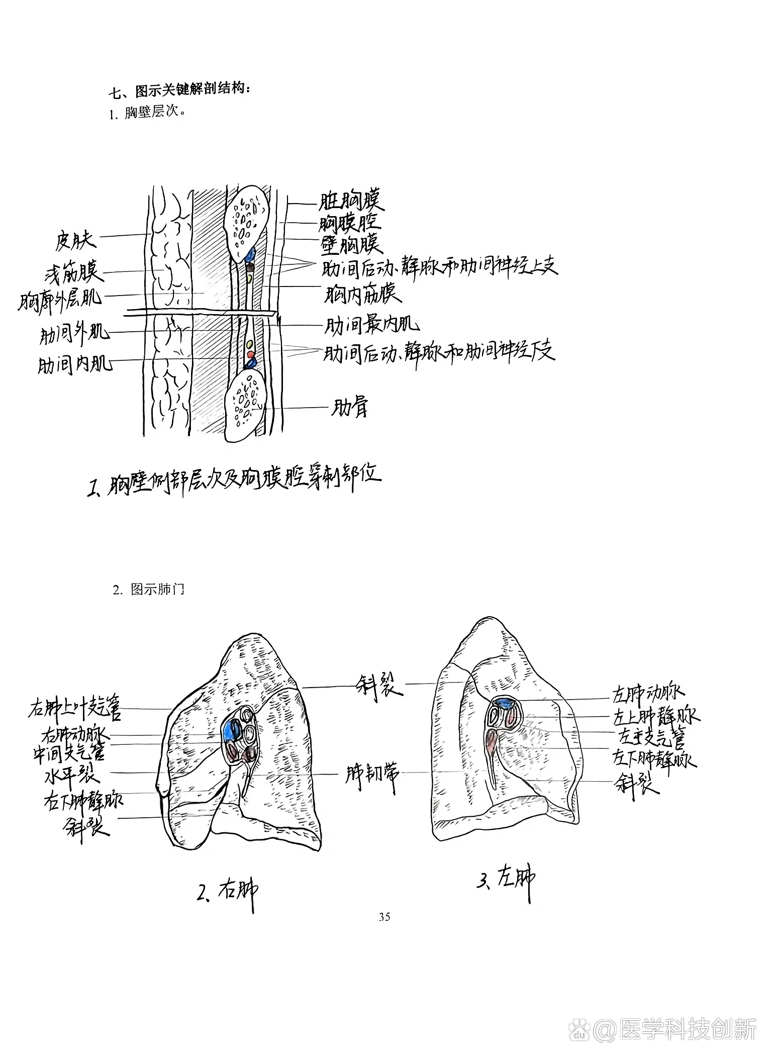 局部解剖学实验报告61胸部61胸壁61肺