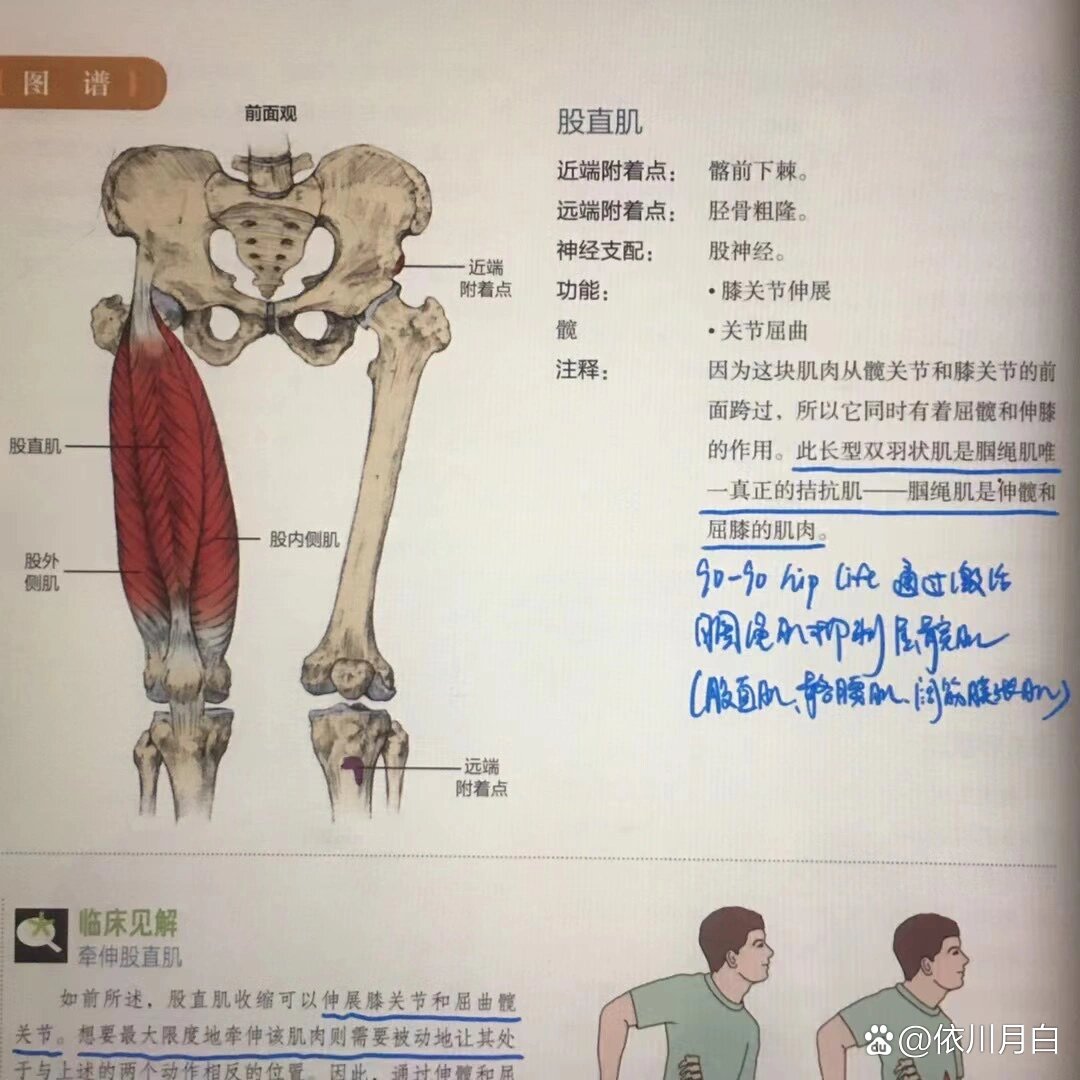 股四头肌的功能解剖 br 今天要分享的内容是 股四头肌的功能解剖