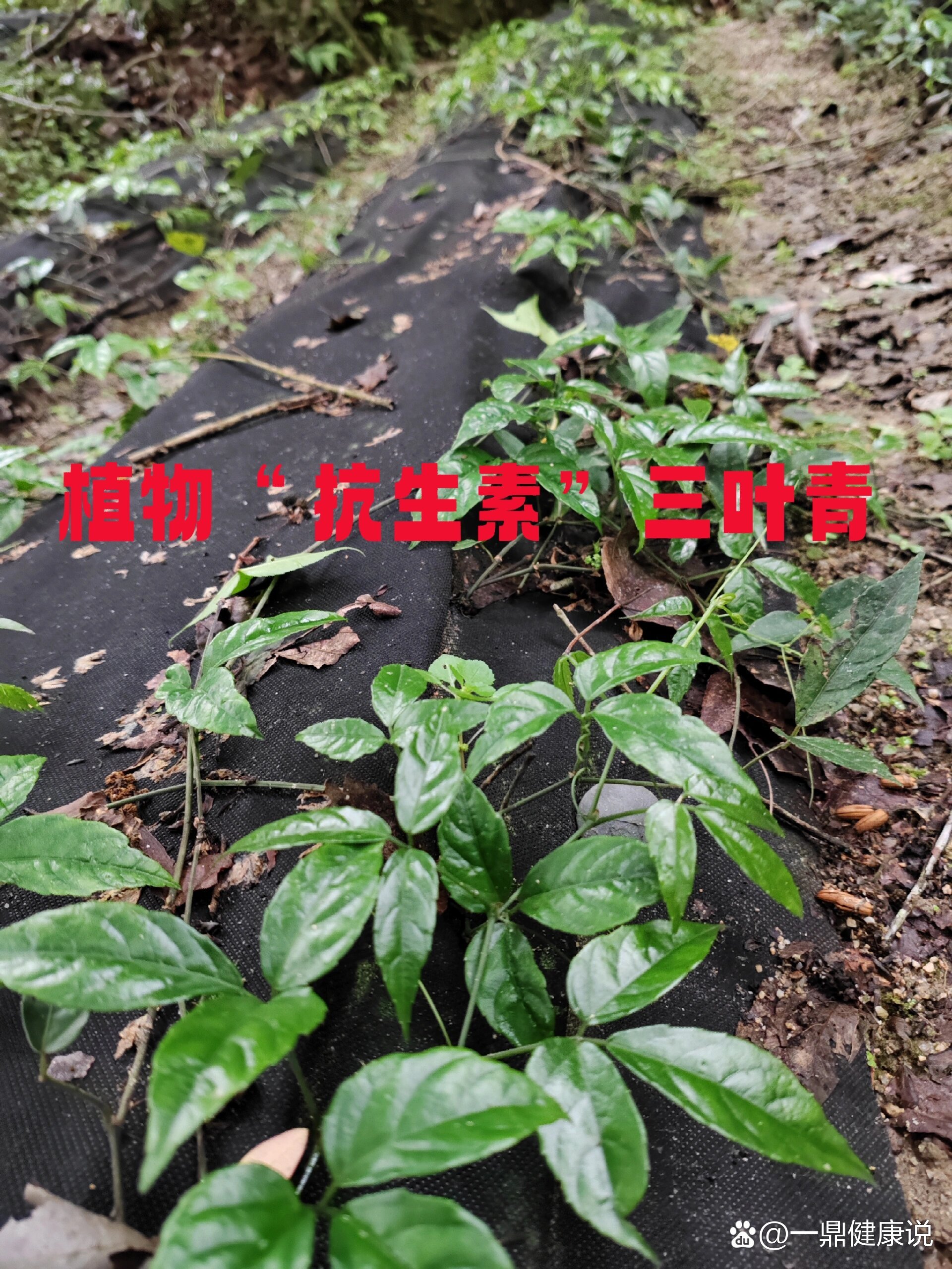 天然植物“抗生素”三叶青