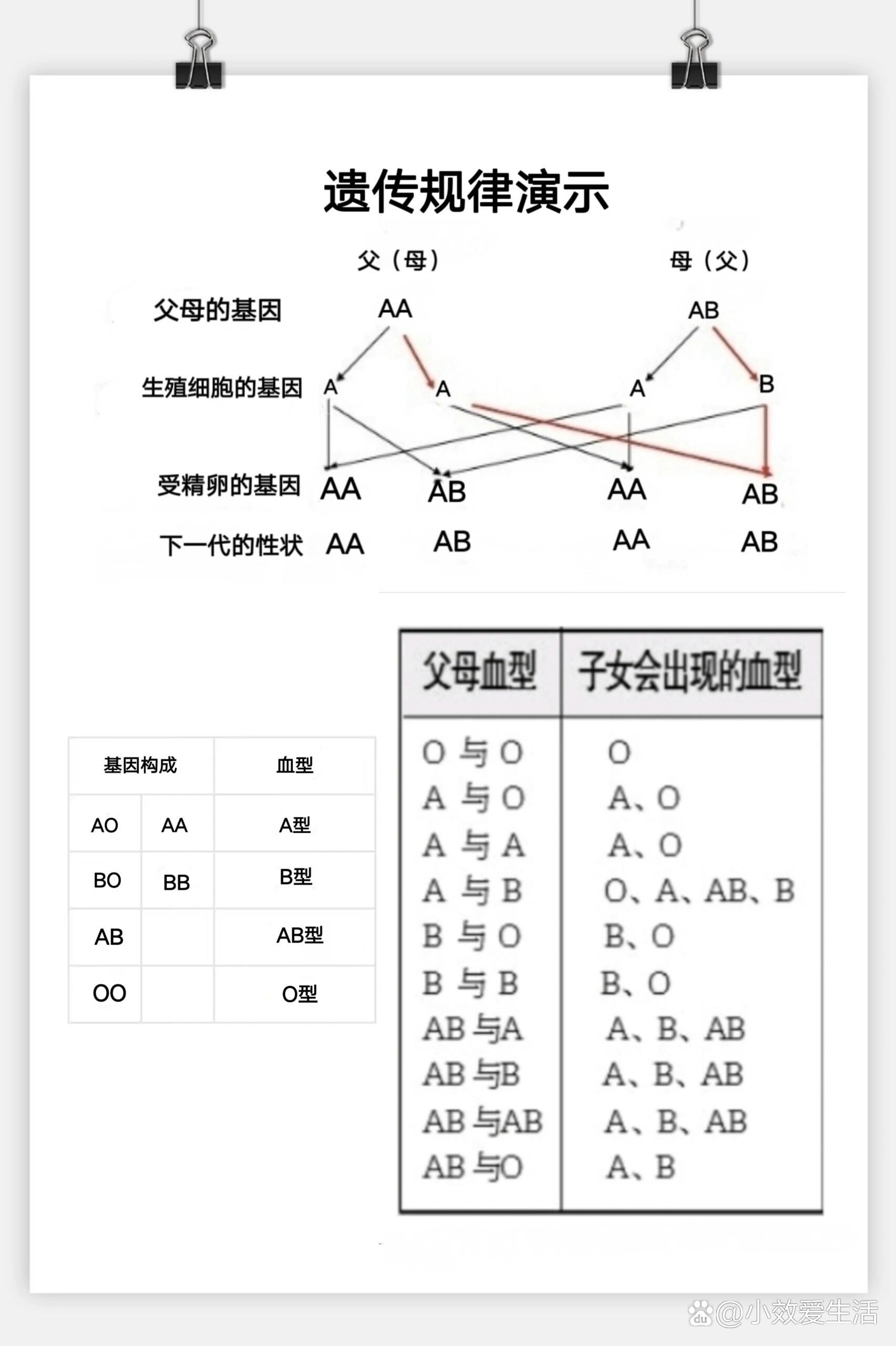 abo血型遗传图片