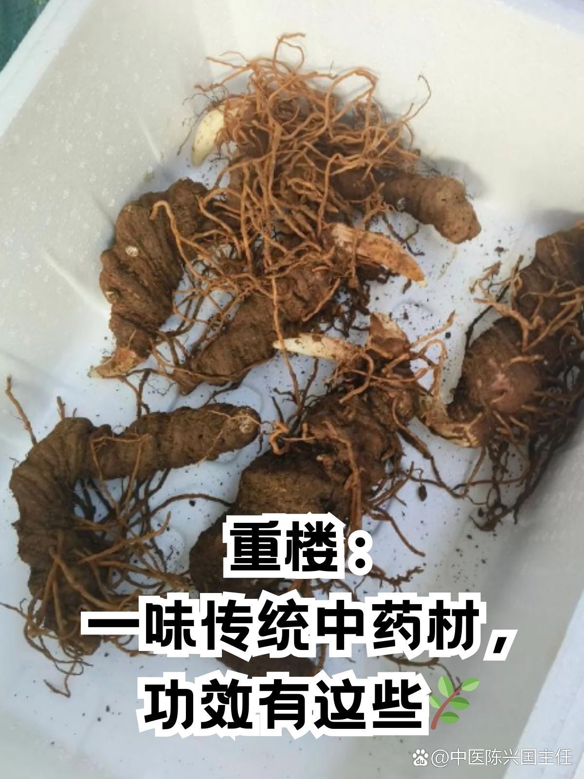 重楼：一味传统中药材，功效有这些🌿