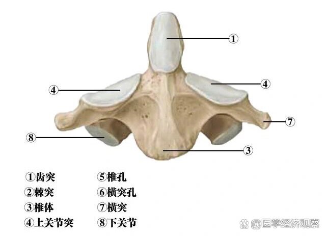 枢椎棘突图片