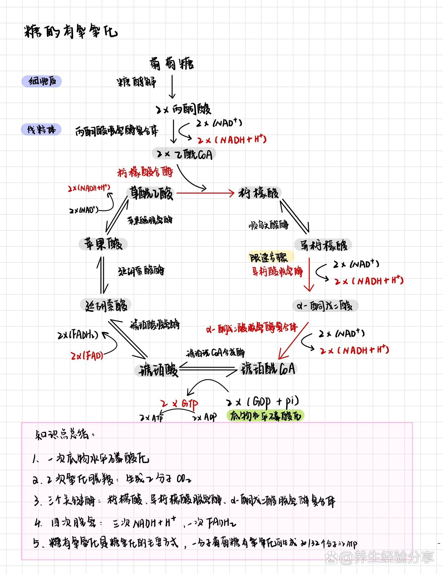 糖代谢过程图片