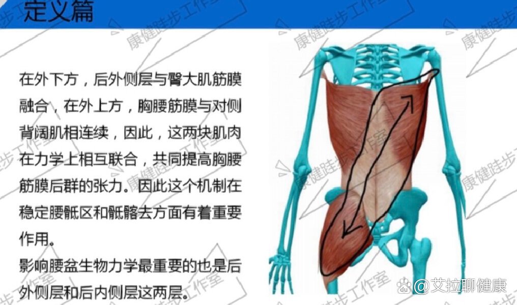 骨盆前移肌肉图片