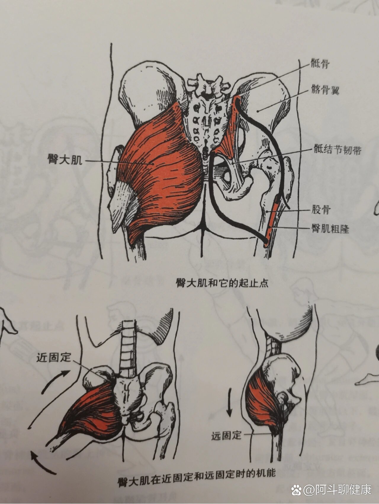 臀大肌图示图片