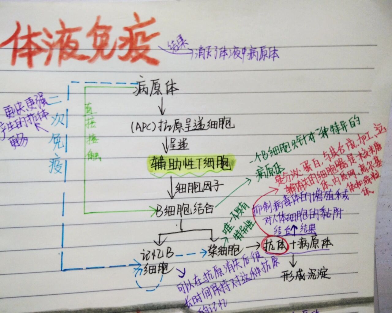 人体免疫系统思维导图图片