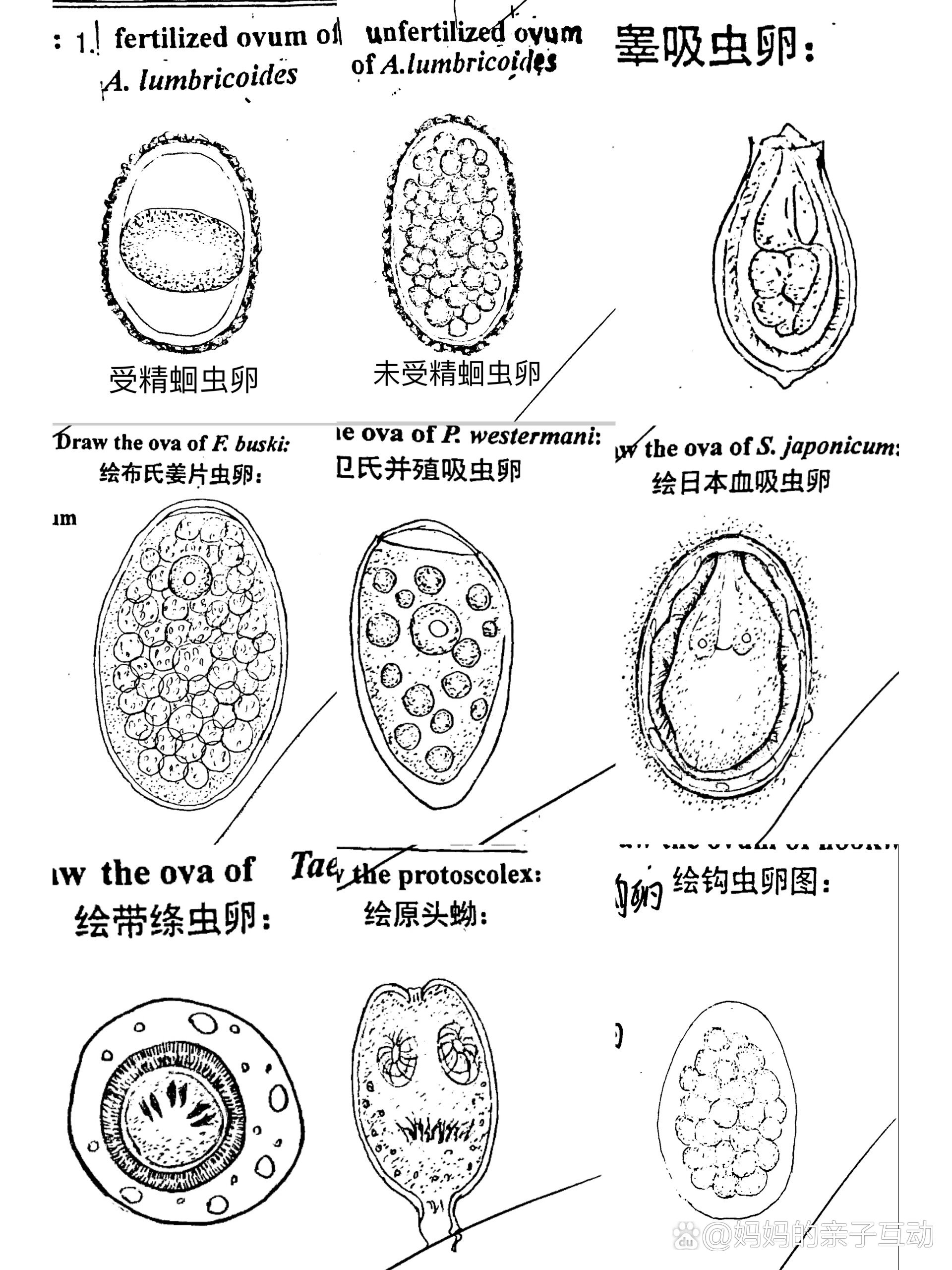 钩虫结构图片