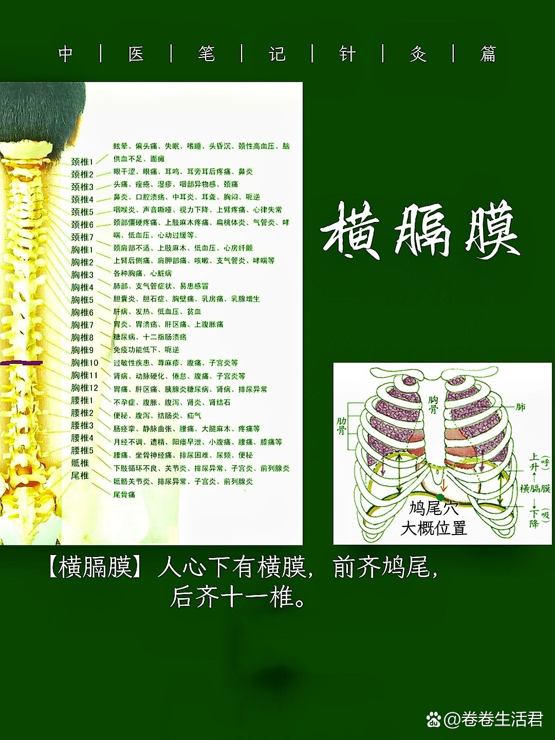 横膈膜的位置图片