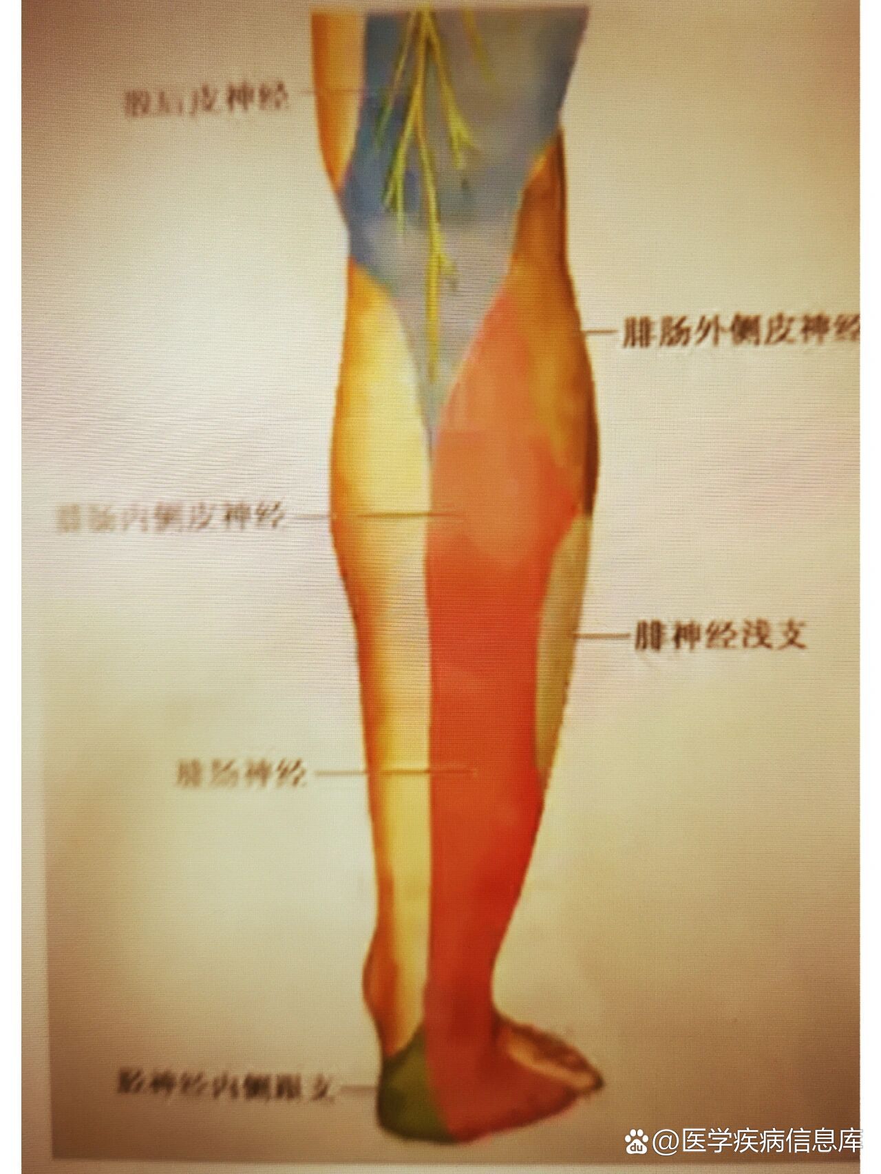 腓肠神经