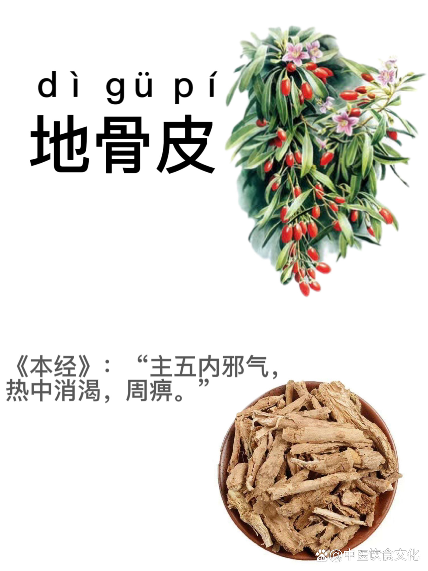  p>第九天:识《地骨皮》 br>小知识:糖尿病在中医也叫消渴症,如果糖尿