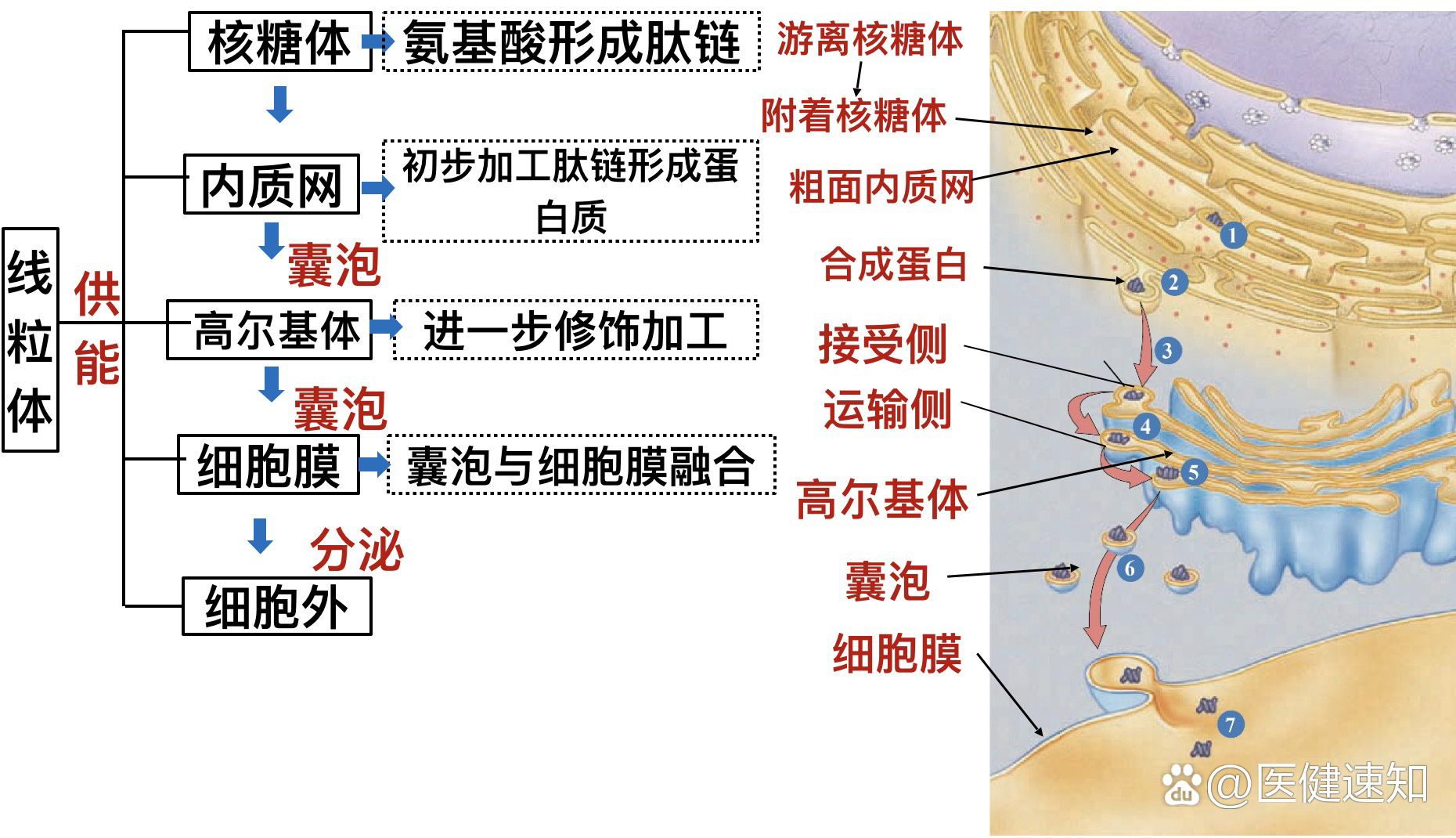 核糖体内质网图片