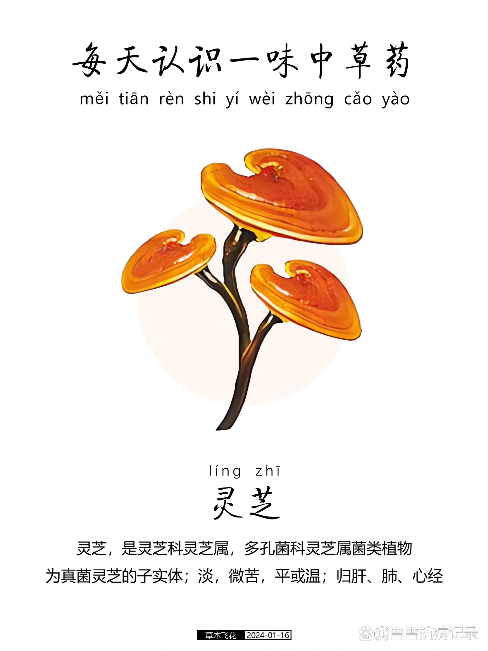 每天认识一味中草药-灵芝7815