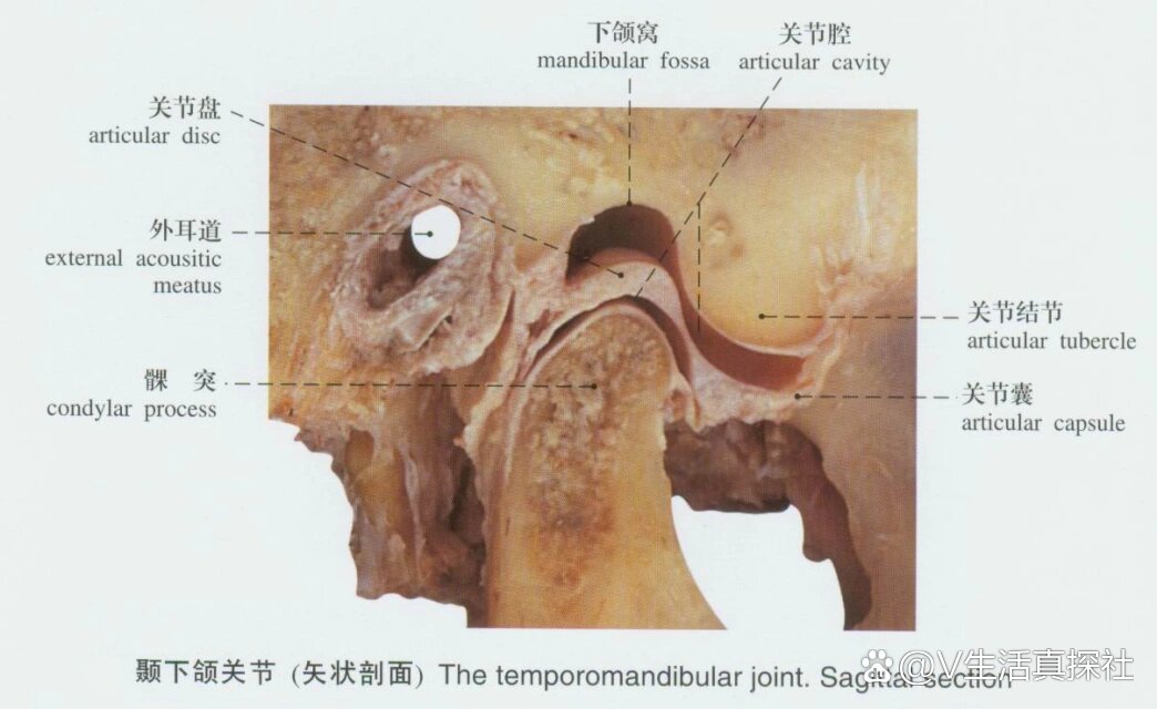 关节囊,关节韧带,血管神经  br>颞下颌关节由下颌骨髁突,颞骨关节面