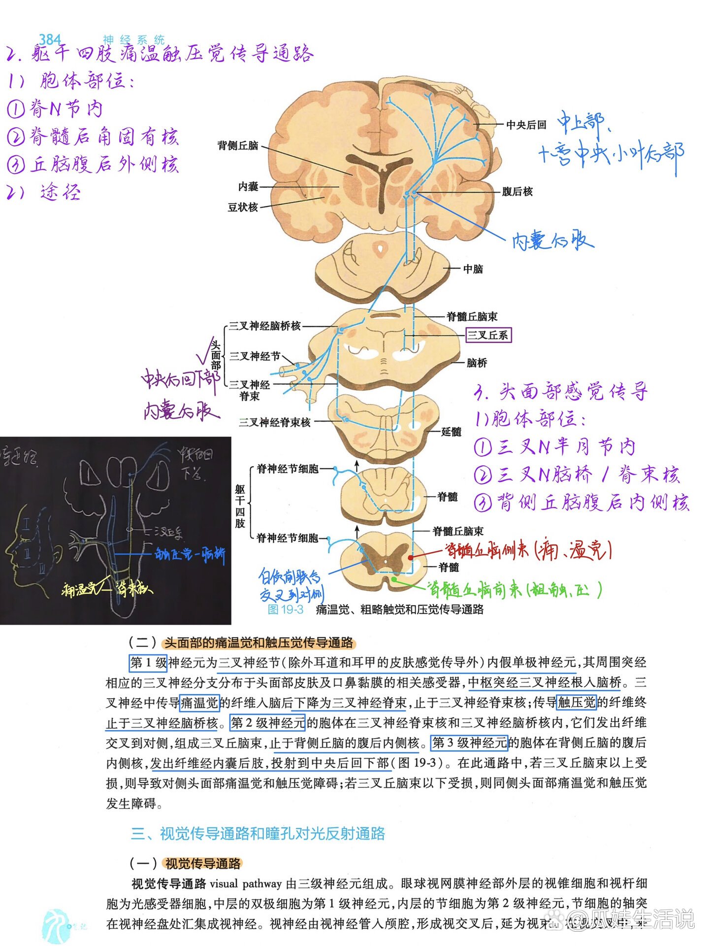 深感觉传导通路图片