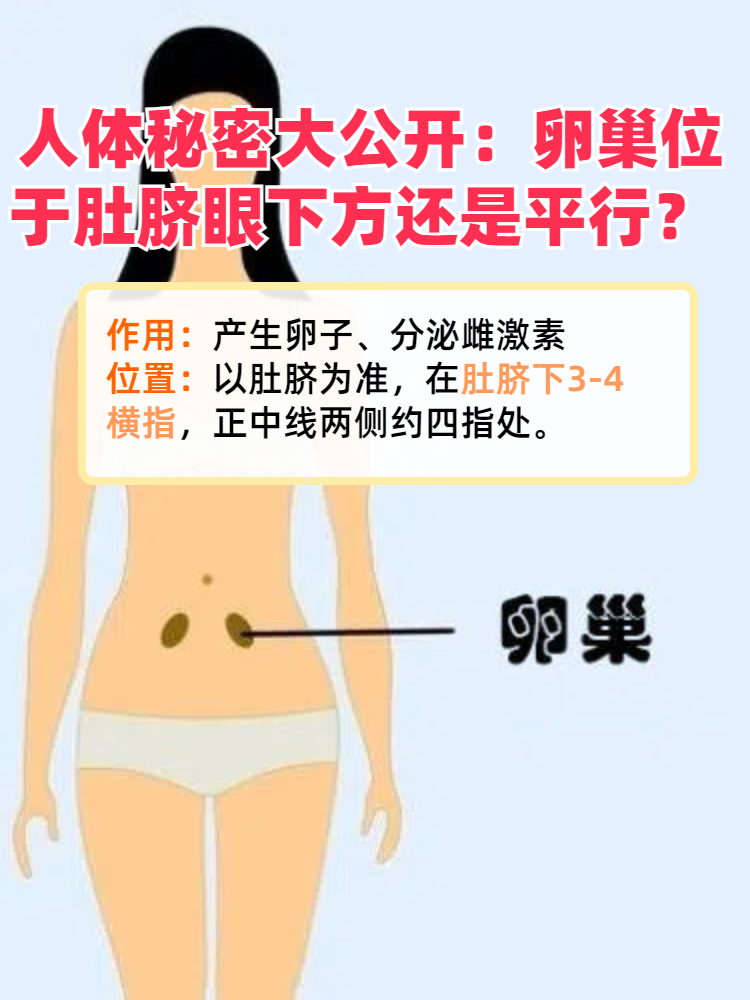 人体秘密大公开 卵巢位于肚脐眼下方还是平行?