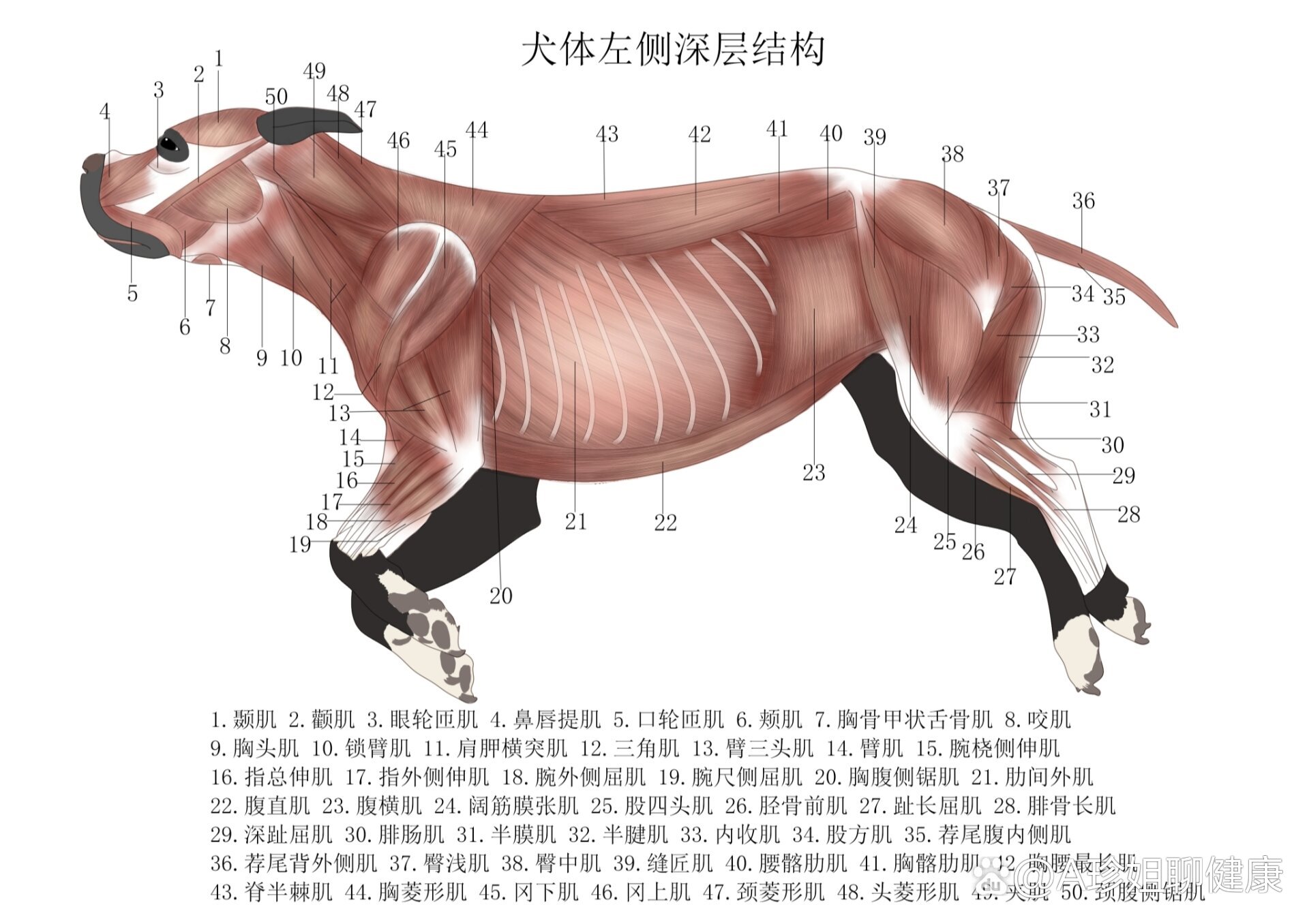 犬科动物生理结构图片