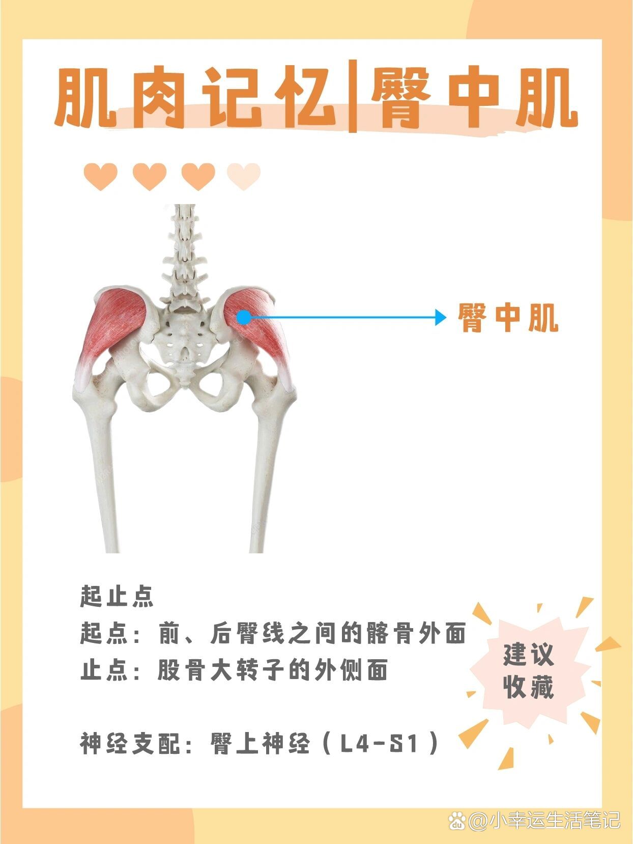 肌肉日记之臀中肌