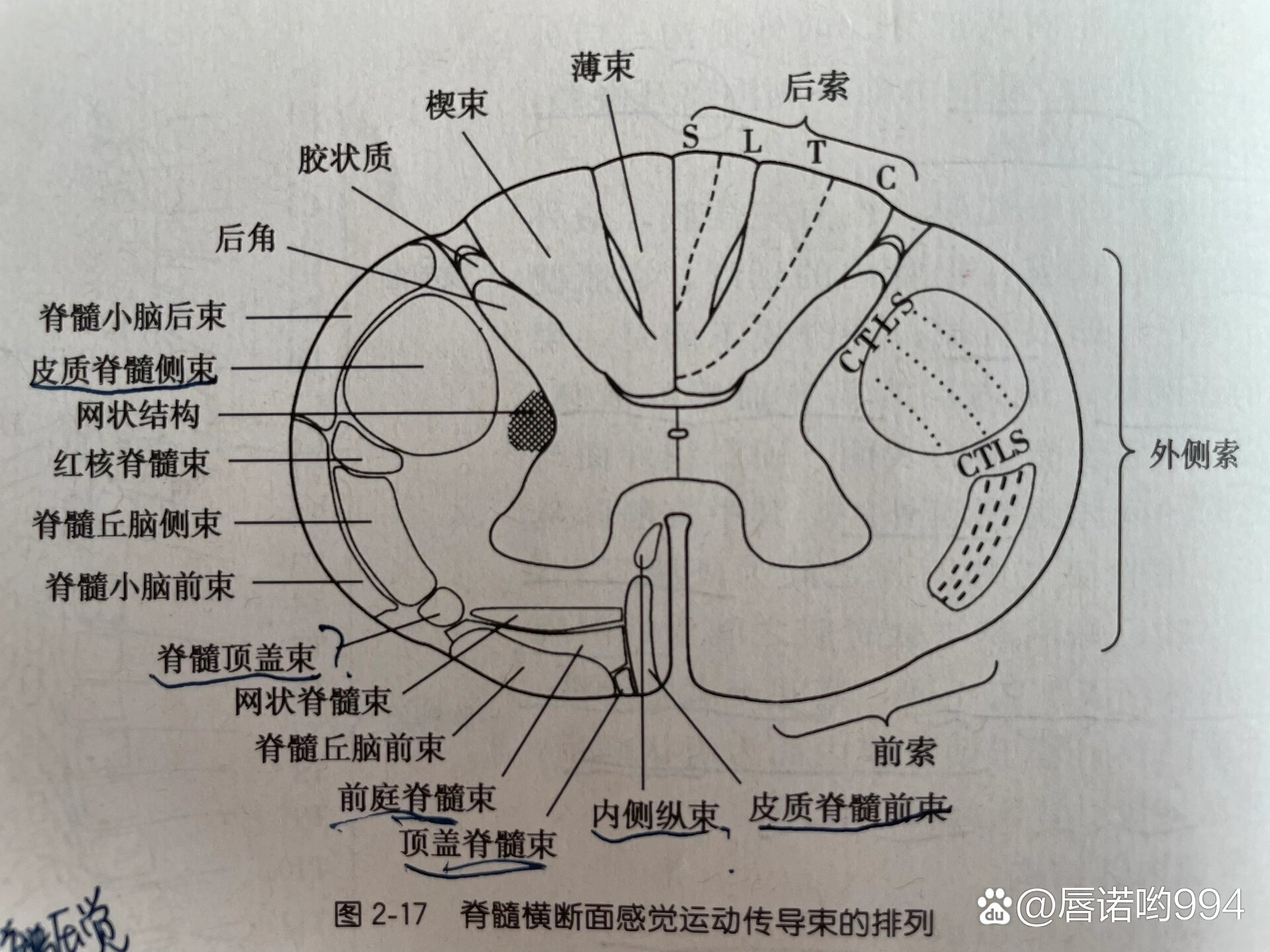 脊髓的白质,灰质