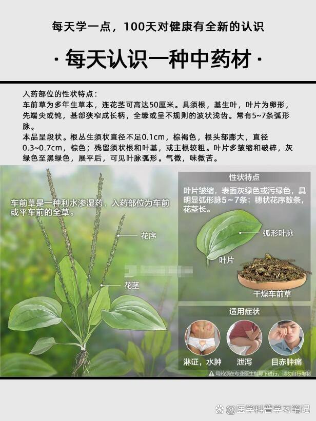 车前草介绍资料图片