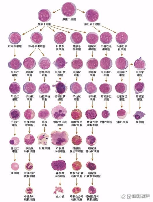 细胞增殖图解图片