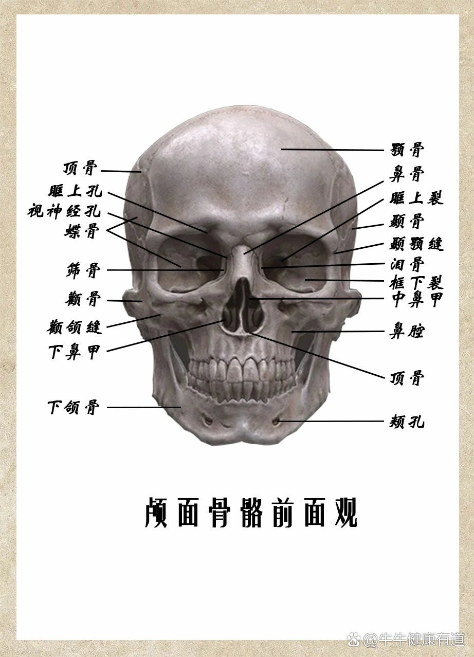 头骨四视图图片