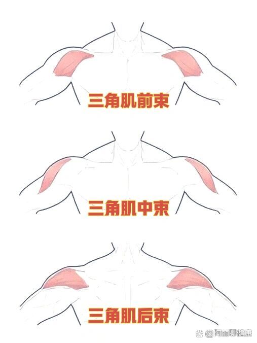 三角肌前束拉伸图片