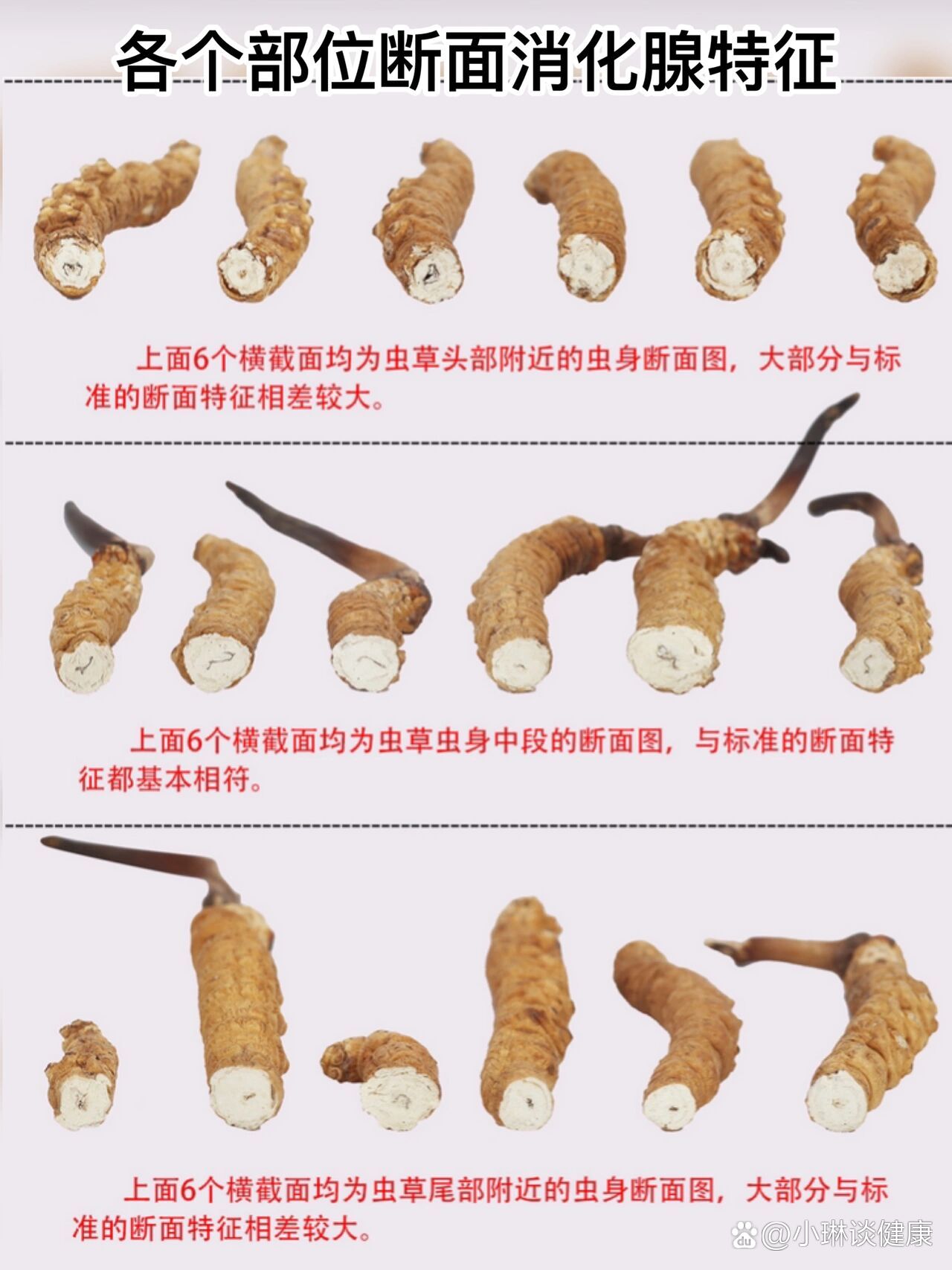 冬虫夏草的消化腺截面图,形状特征大全