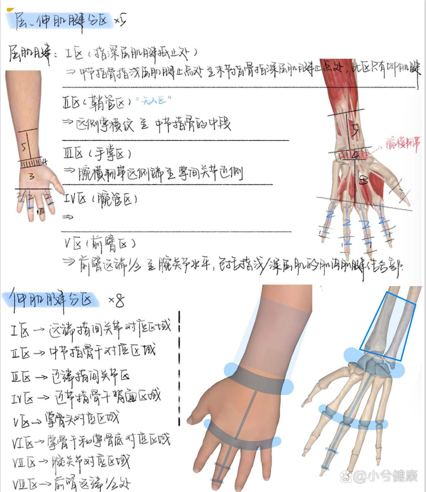 手部肌腱分区 8区法图片