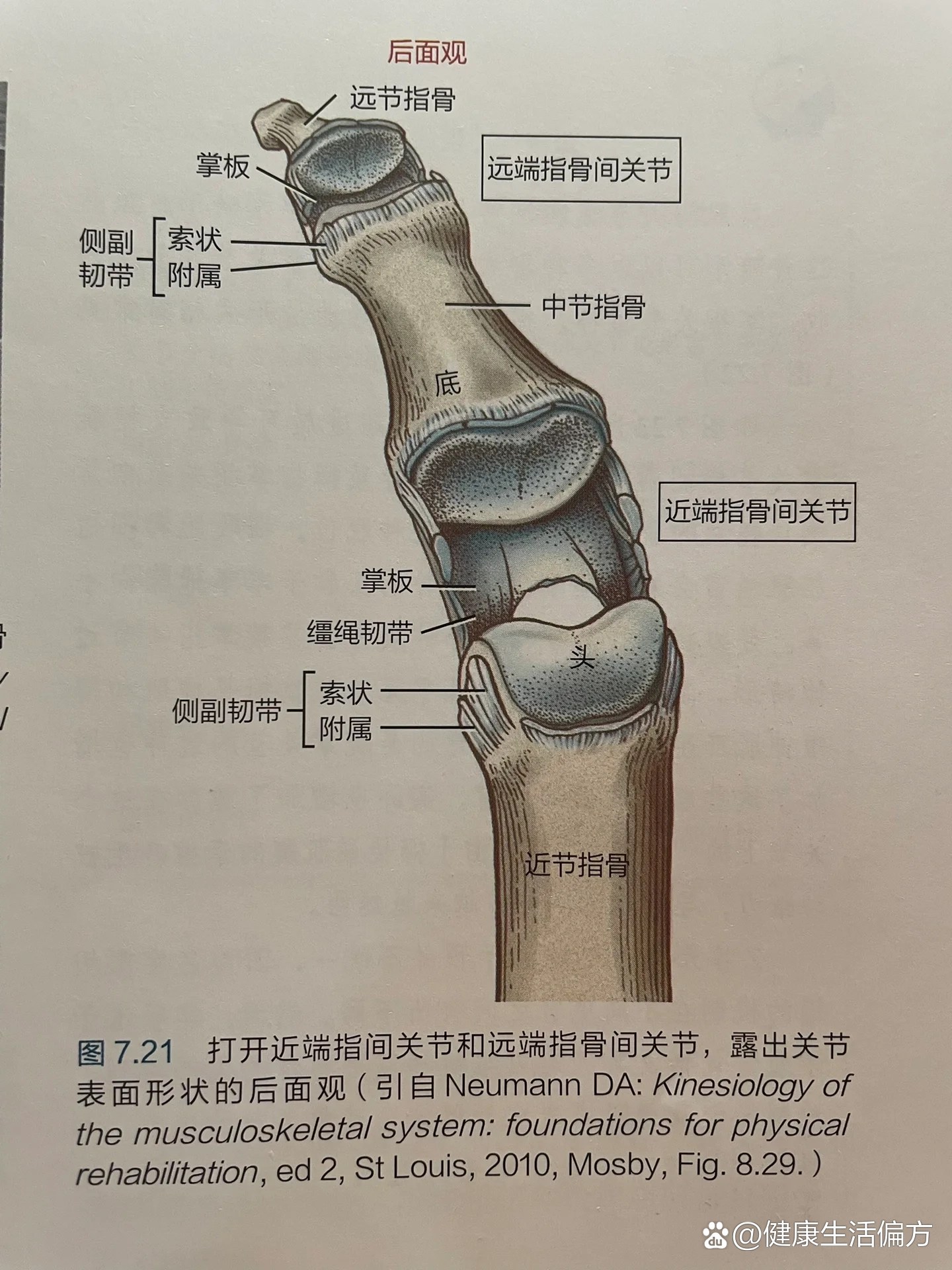 掌指关节支持结构