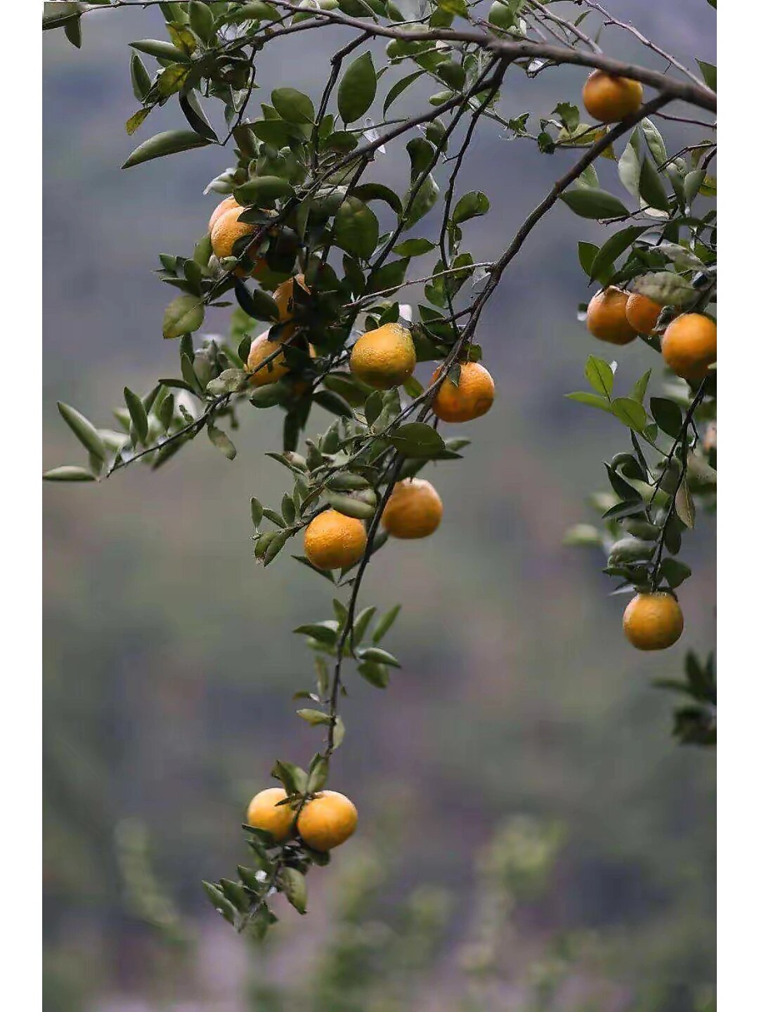 温州瓯柑有很多营养价值,是真的吗?