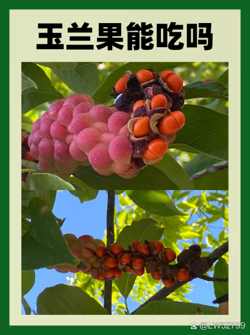 玉兰果能吃吗？