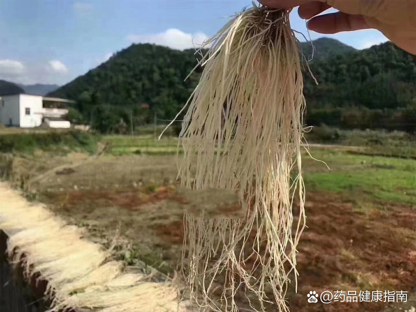 野生龙须草