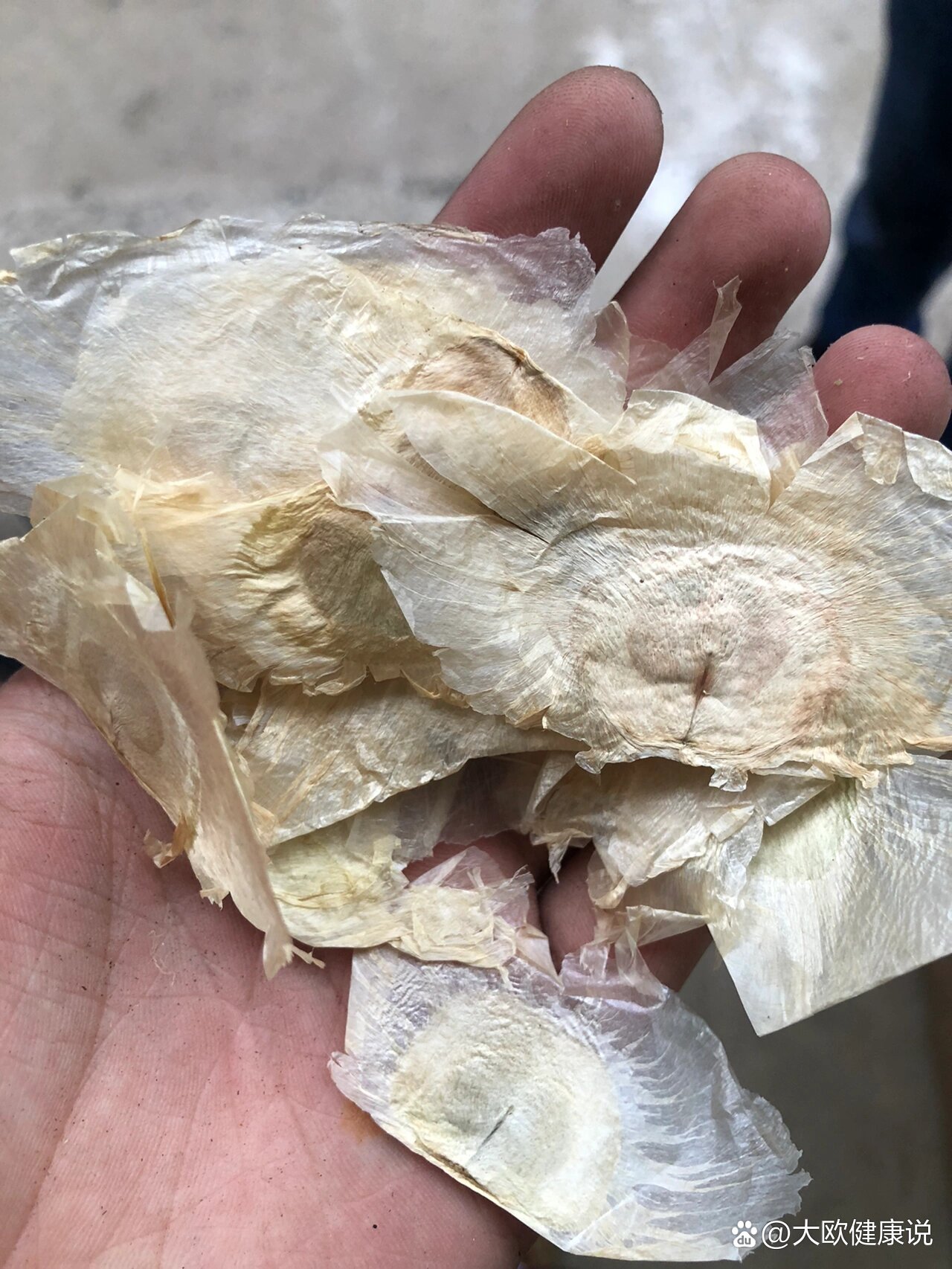 每天学一味中药-木蝴蝶