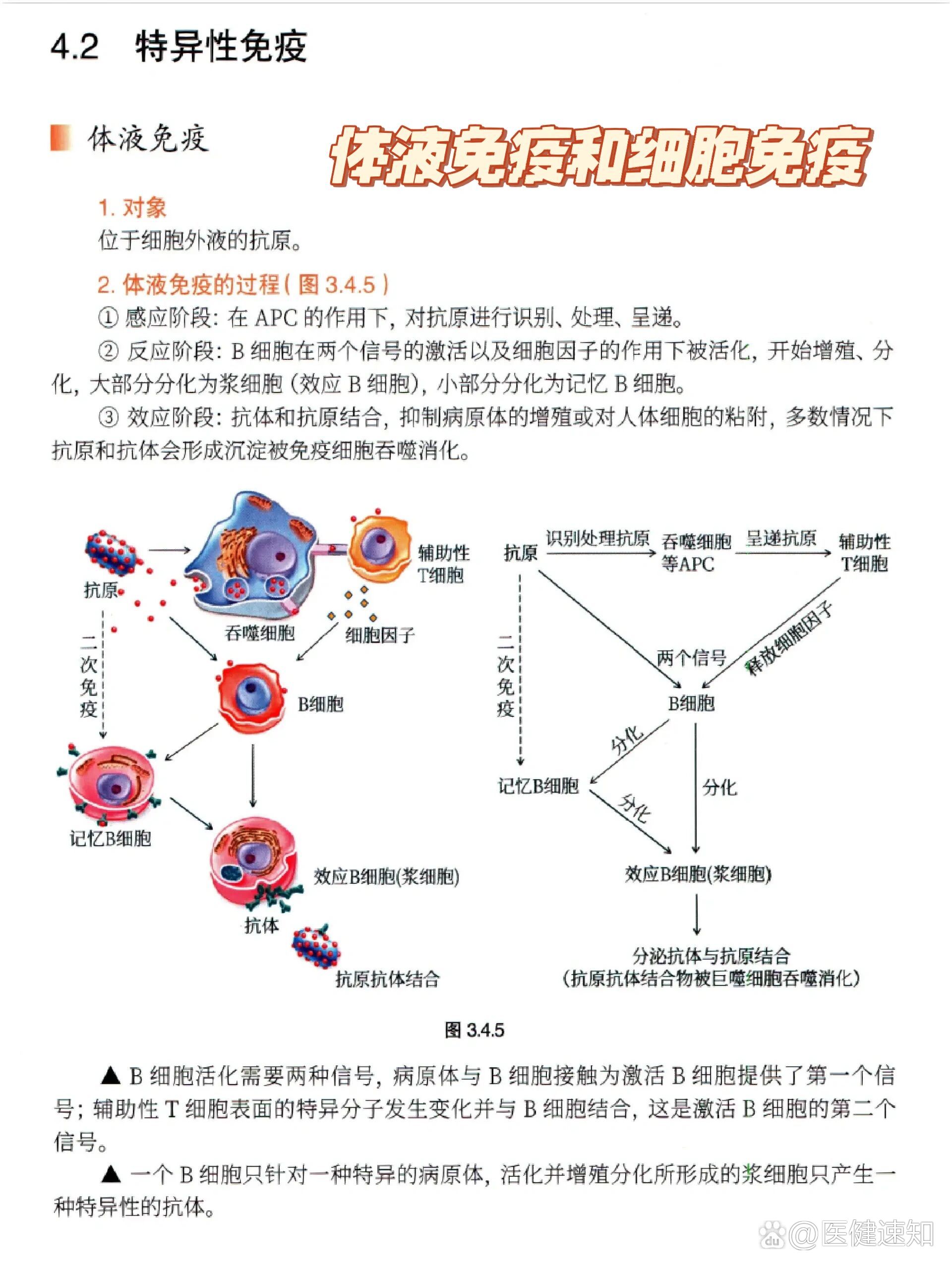 高中生物免疫调节图解图片