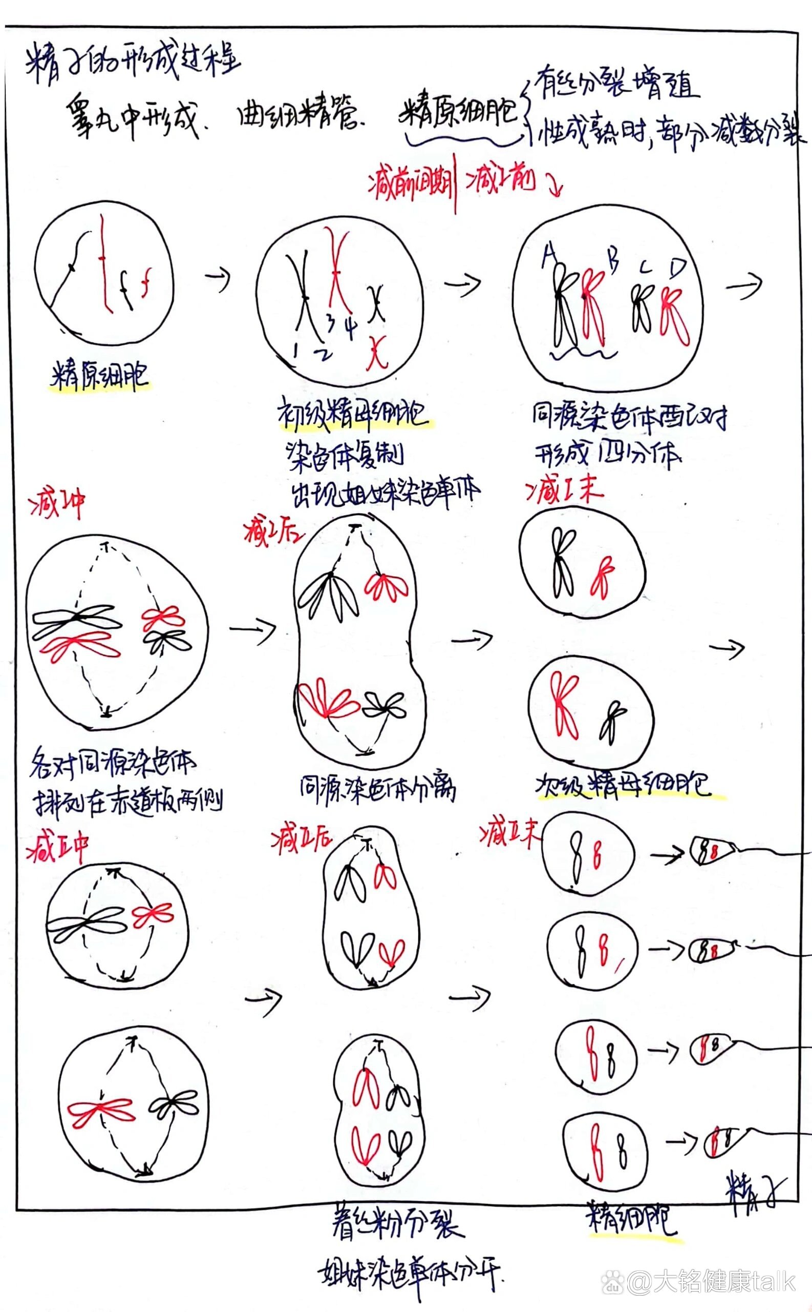 精子形成图示图片