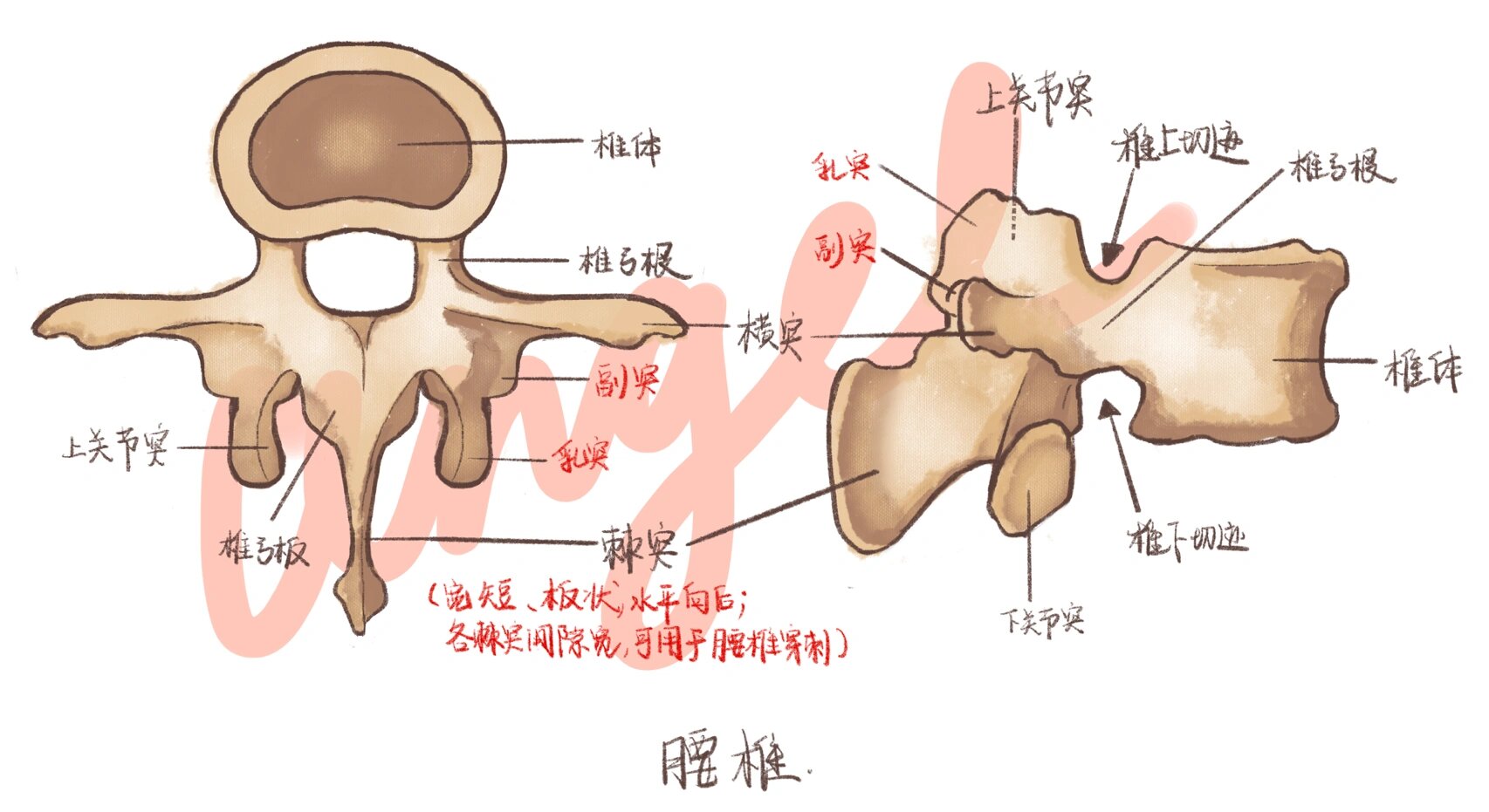 腰椎副突图片