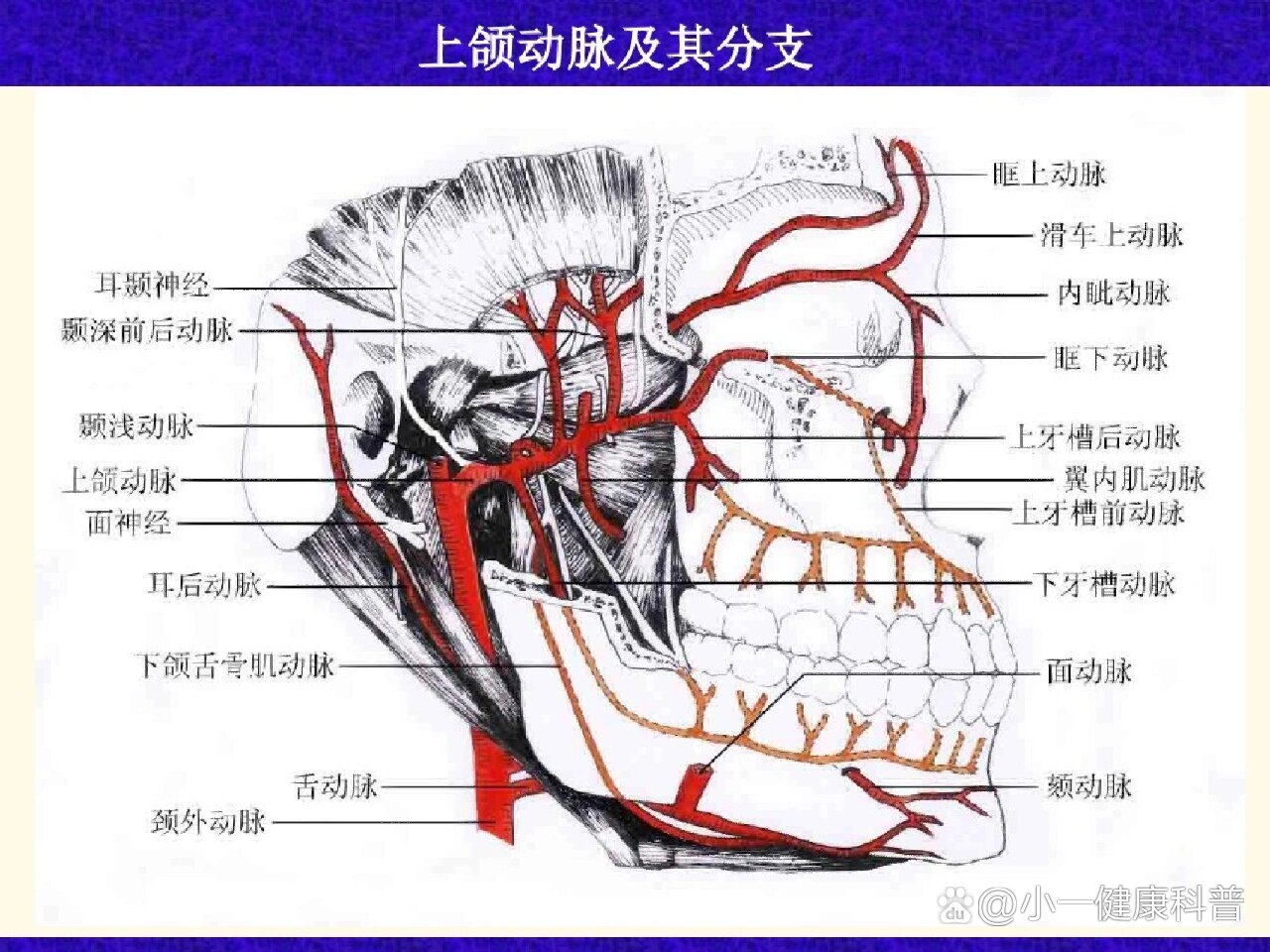 上颌动脉位置图片