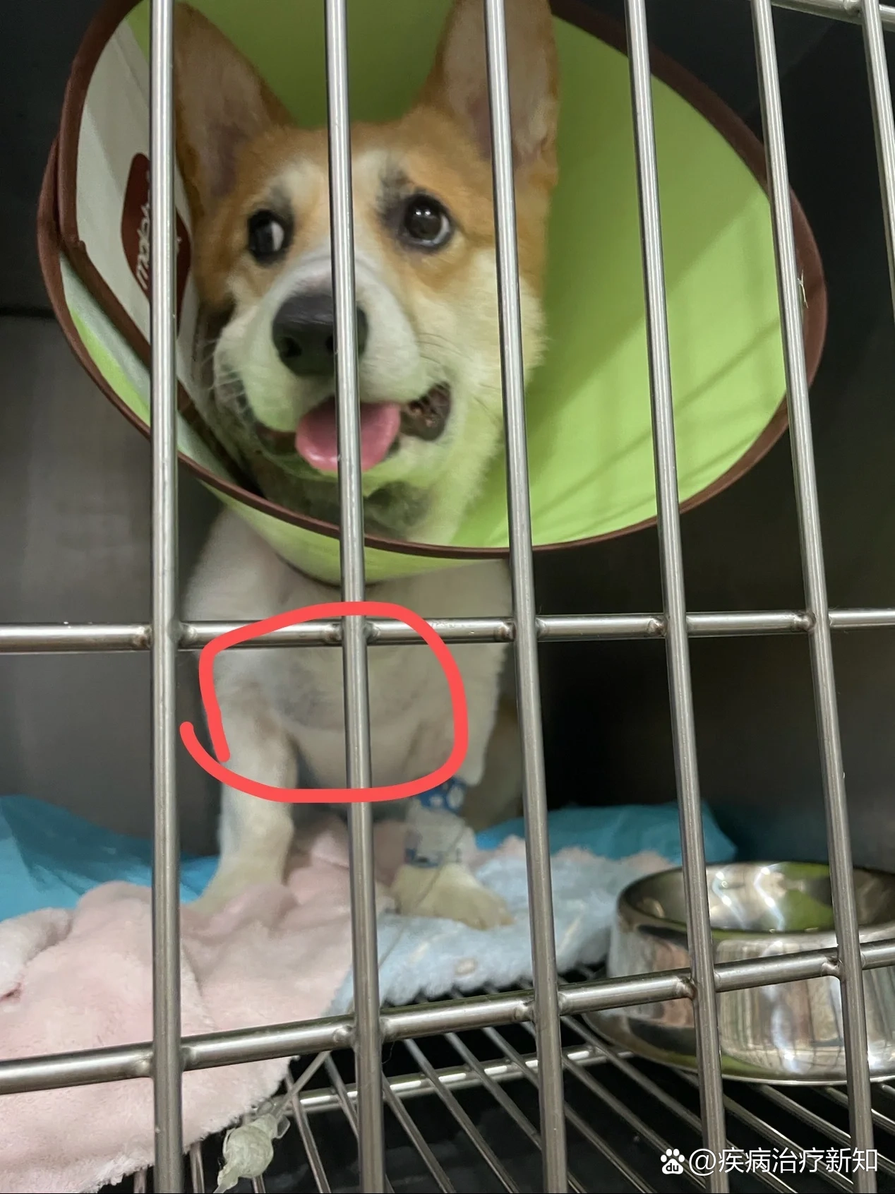 狗狗唾液腺囊肿