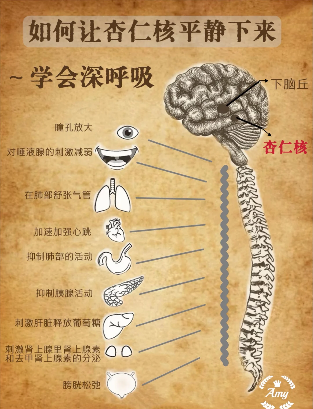 深呼吸：让杏仁核平静下来的神奇方法