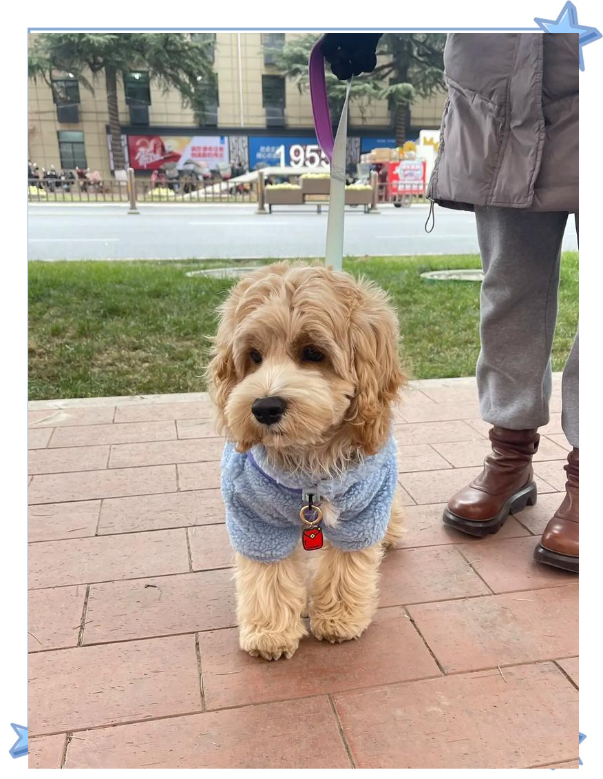 可卡布犬：优缺点全解析