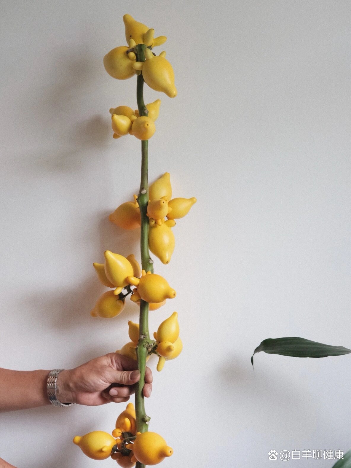 每日植物小知识|五代同堂