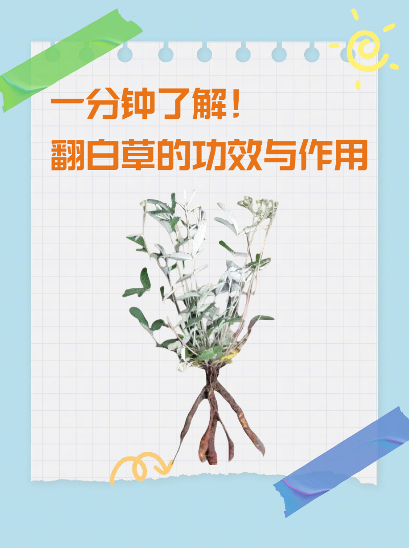 一分钟了解!翻白草的功效与作用