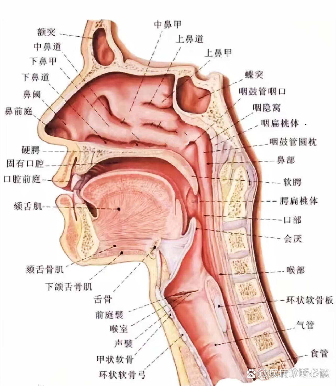 声门在哪个位置图片