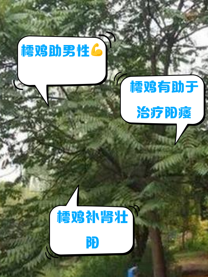 樗鸡的功效与作用
