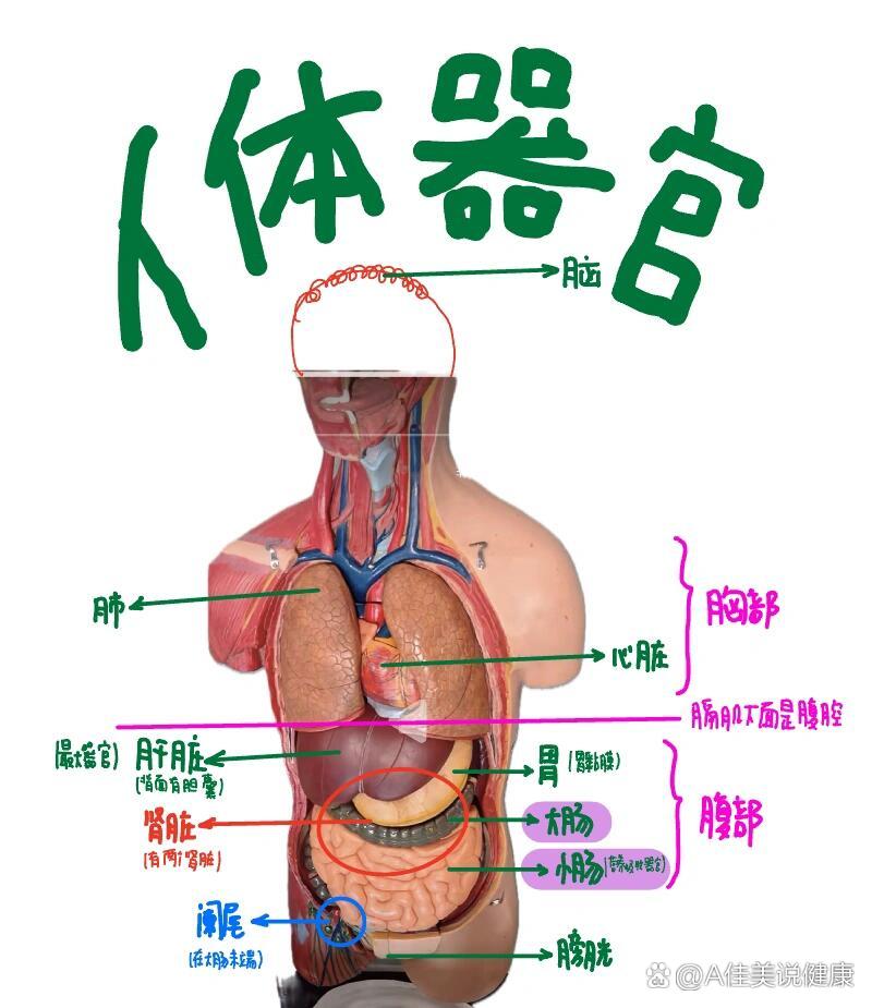  p>人体器官 br>人体器官  br>每个器官的具体位置,每一个器官都会