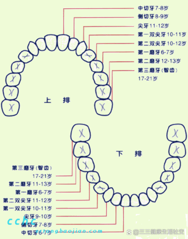  p>孩子的尖牙乳牙牙根可以这么长 br>医生拔出来都感叹了一下 br>怪