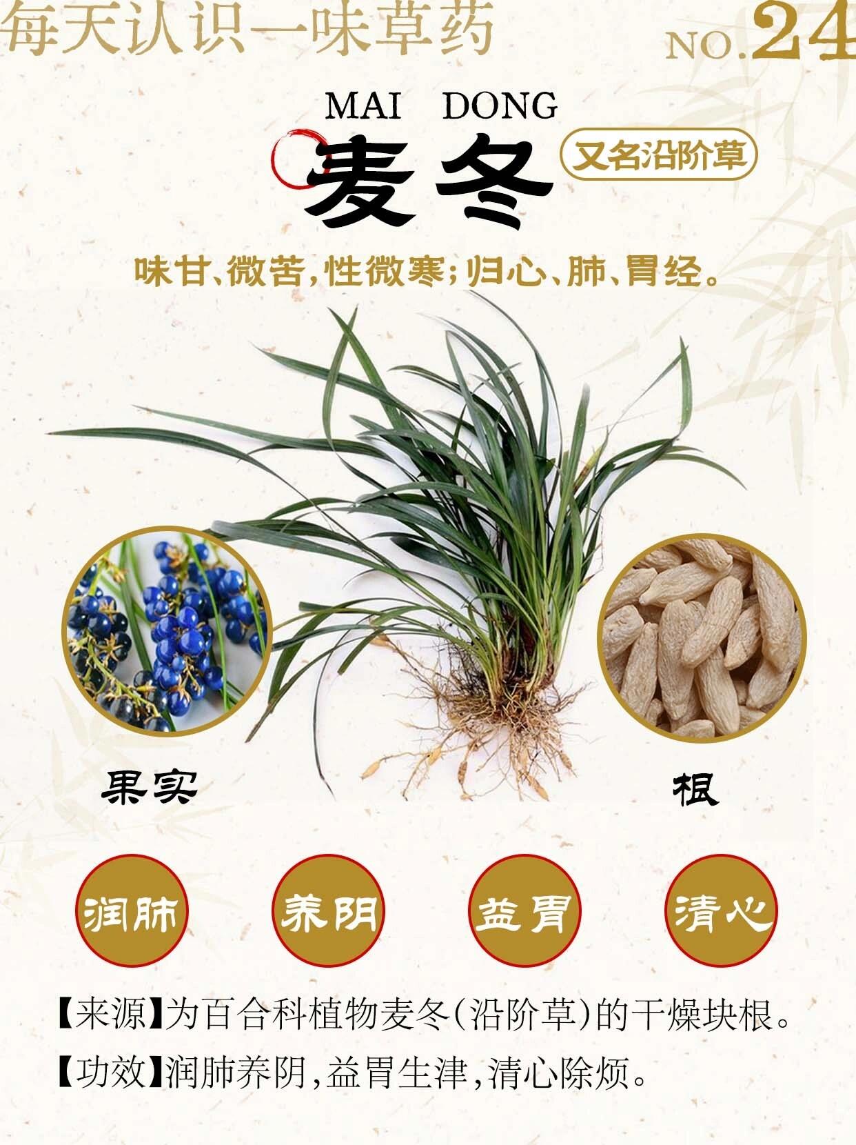 沿阶草果实图片