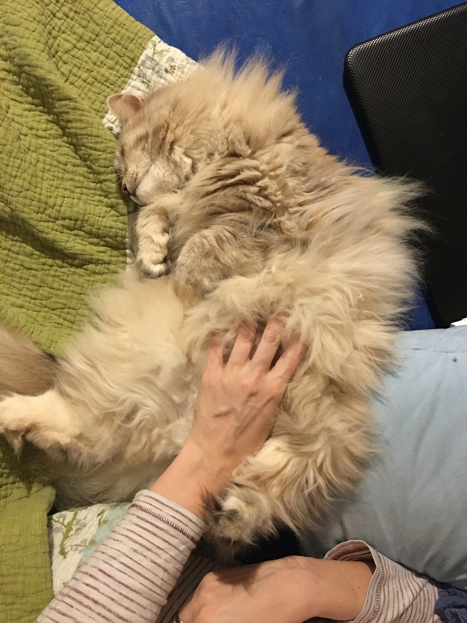 猫咪吃橙子会中毒？揭秘柑橘类水果的三大致命风险