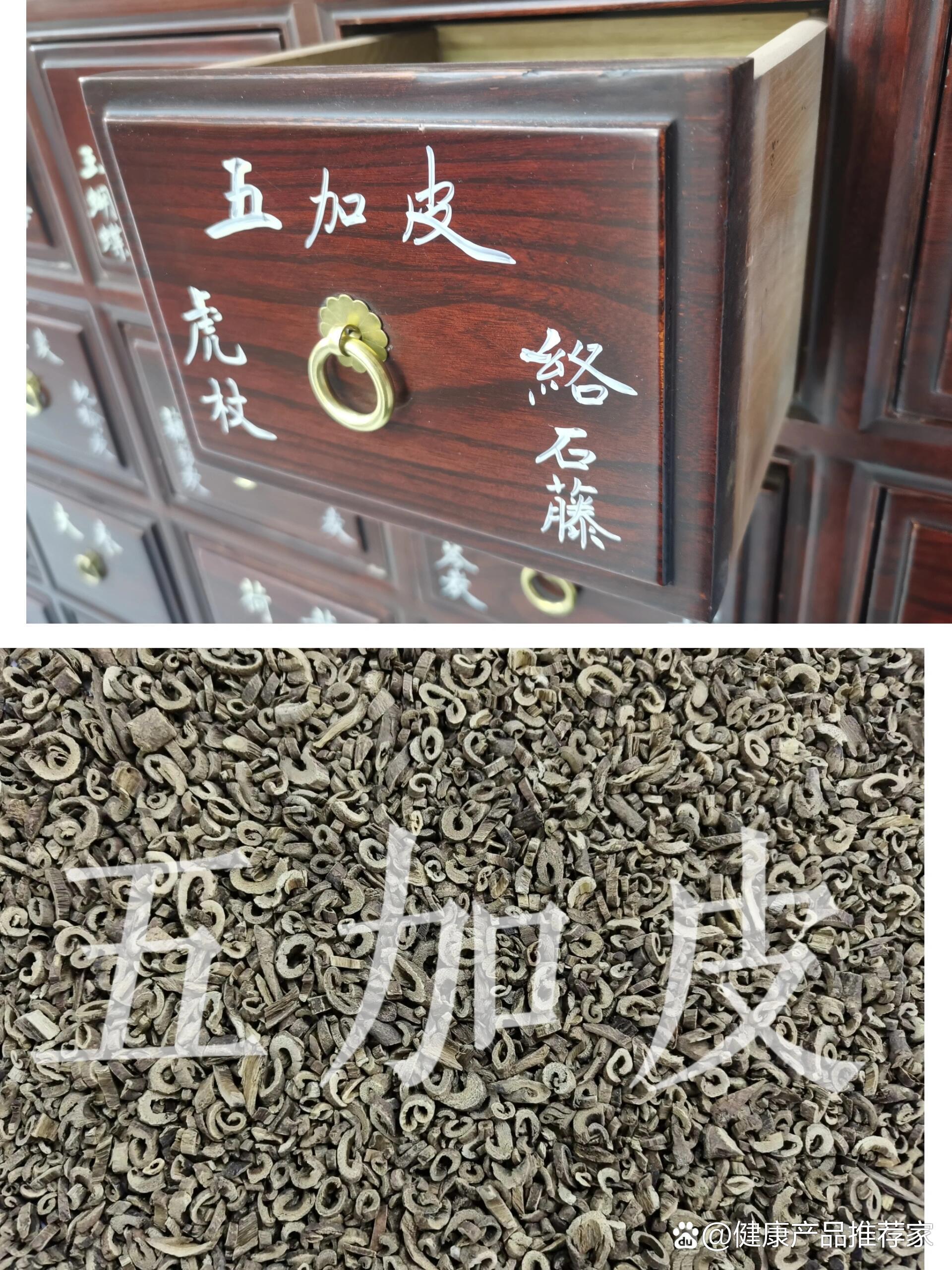 拉药斗子认中药第一百四十七天-五加皮